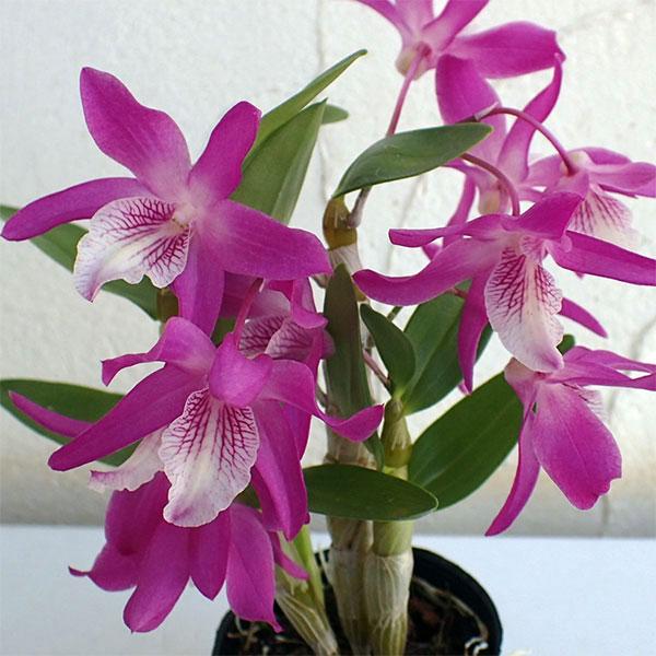 デンドロビウム レインボーダンス赤ずきんちゃん4号鉢植え | 