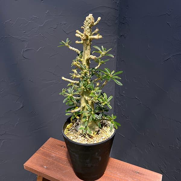 観葉植物/ドルステニア：ギガス（挿し木苗）6号23-03 : 園芸