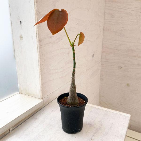 観葉植物 プセウドボンバックス エリプチクム（実生株） 3号 : 園芸