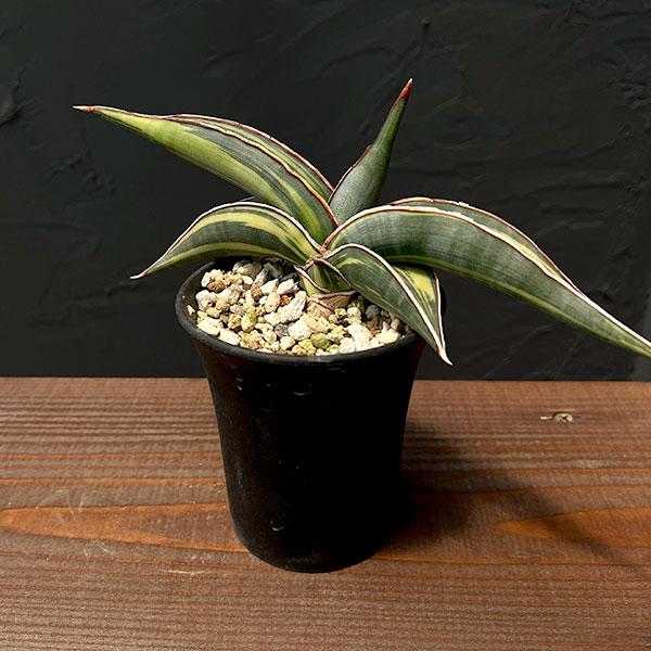 観葉植物 サンセベリア ロリダ バリエガータ 3号23-01 : 園芸ネット