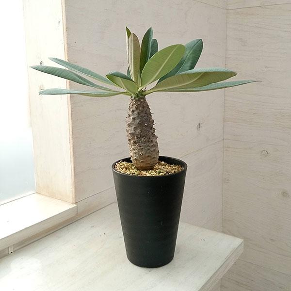 観葉植物 ユーフォルビア パキポディオイデス(幹太) 23-05 : 園芸
