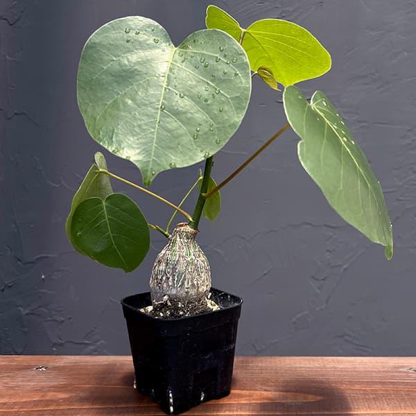 観葉植物 プセウドボンバックス エリプチクム（実生4年株） 3号