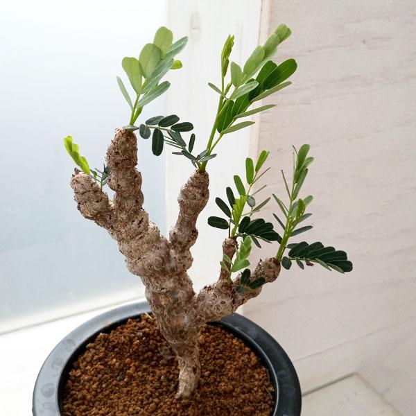 観葉植物 センナ メリディオナリス 3号23-05 : 園芸ネット - 通販
