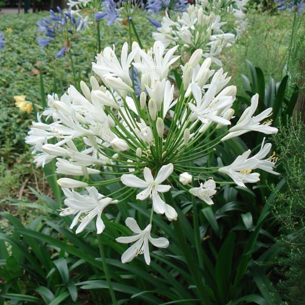 草花の苗 アガパンサス アフリカヌス 白 アルバ 3 5号ポット Sonicacts Com