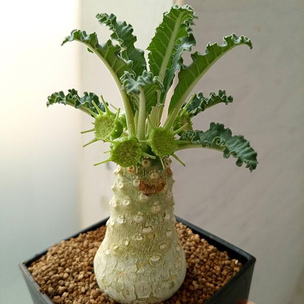 観葉植物 ドルステニア ラブラニー 7cm角鉢 : 園芸ネット - 通販