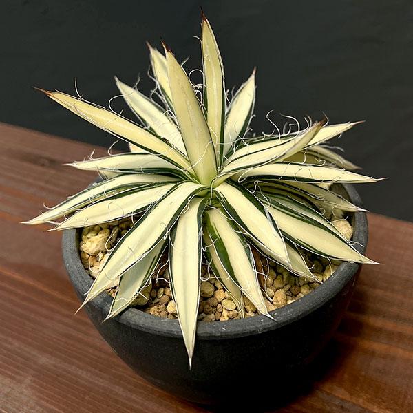 アガベ ウェベリー黄中斑 アガベ ウェベリー黄中斑 在庫紹介