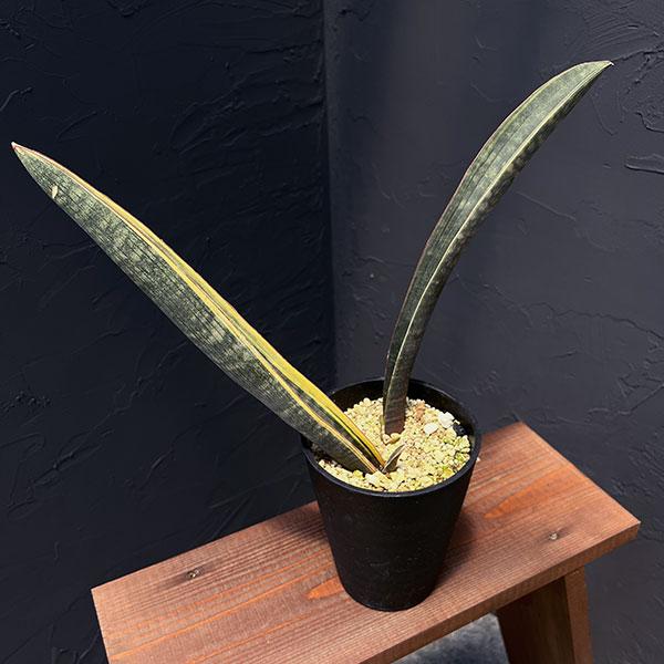 サンスベリア R2470 Super Pink variegated 観葉植物/サンセベリア