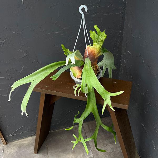 観葉植物 ビカクシダ（コウモリラン） ウィリンキーバリー（スポア株