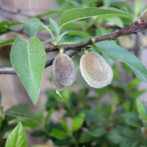 果樹の苗 アーモンド4〜5号ポット | 