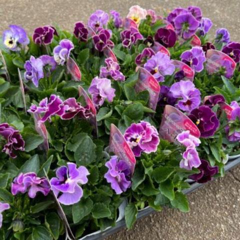 草花の苗 ビオラ ソワレ・アデール3.5号ポット : 園芸ネット - 通販