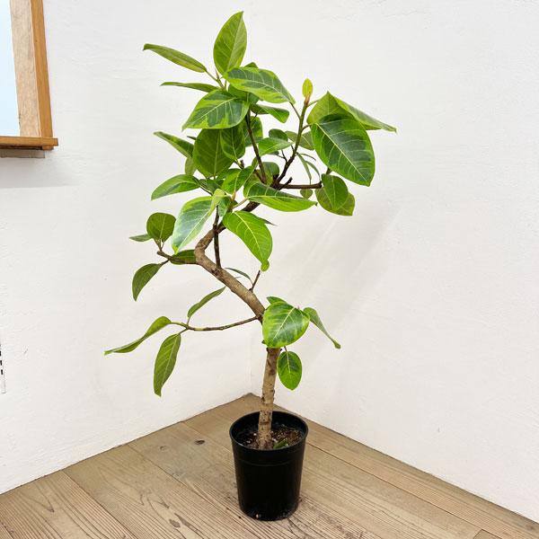 観葉植物 フィカス アルテシマ（朴曲げ仕立て・Lサイズ） 7号鉢植え