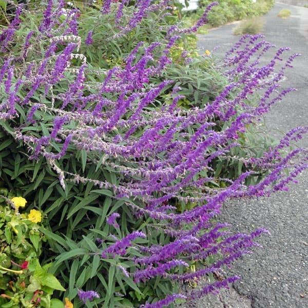 ハーブの苗 セージ パープルメキシカンブッシュ3号ポット Saopedrodasmissoes Rs Gov Br