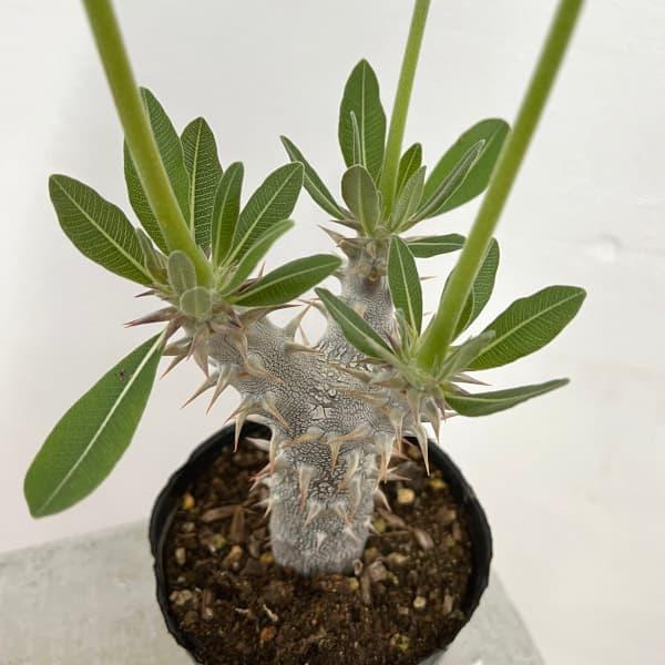 観葉植物 パキポディウム デンシフローラム（国内実生株） 3.5号ポット