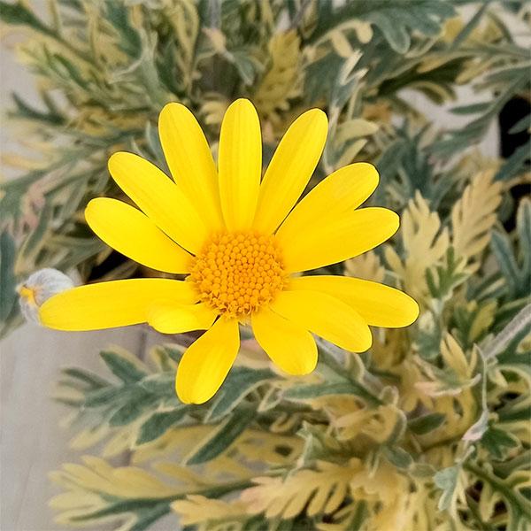 草花の苗 ユリオプスデージー フィリップス3号ポット 12株セット 送料無料 | 