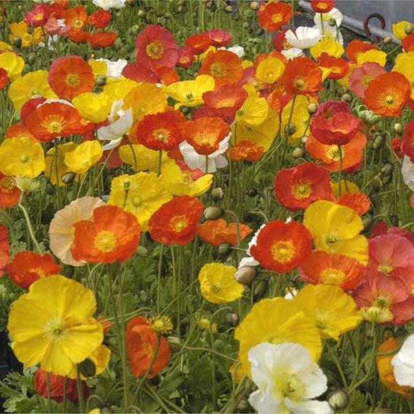 草花の苗 ポピー アイスランドポピー花色ミックス3号ポット 2株セット | 