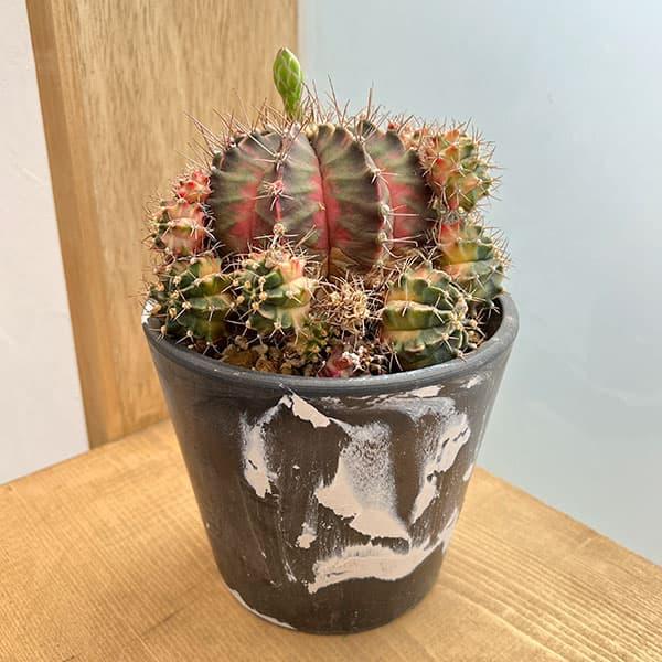観葉植物 （わけあり特価）サボテン ギムノカリキウム ハイブリッド 5