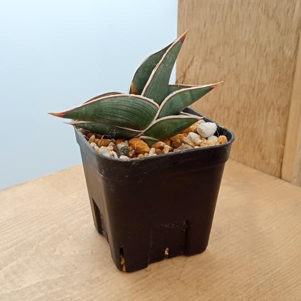 サンセベリア ロリダ ホワイトバエリゲイテット サンセベリア ロリダ ホワイトバエリゲイテット