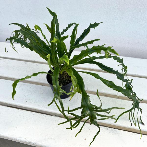 山野草の苗 シダ ノキシノブ さざ波雲龍 3号ポット | 