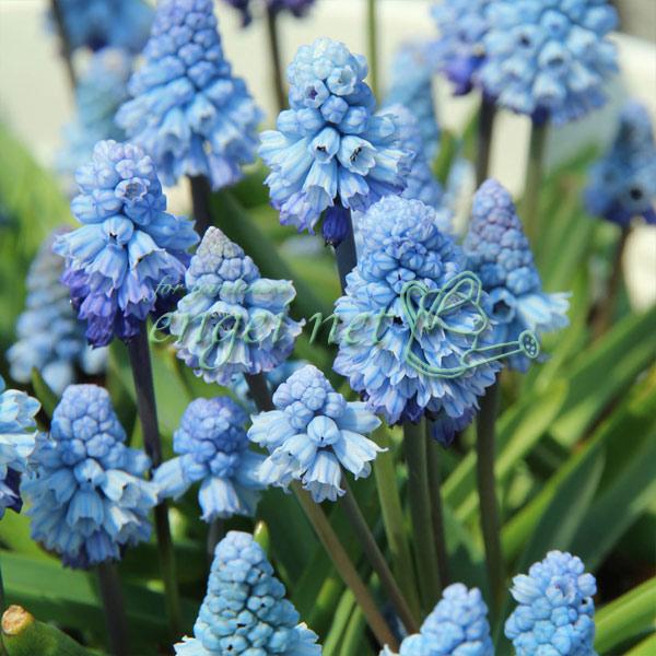 球根/ムスカリ：アズレウム （水色） 6球入り