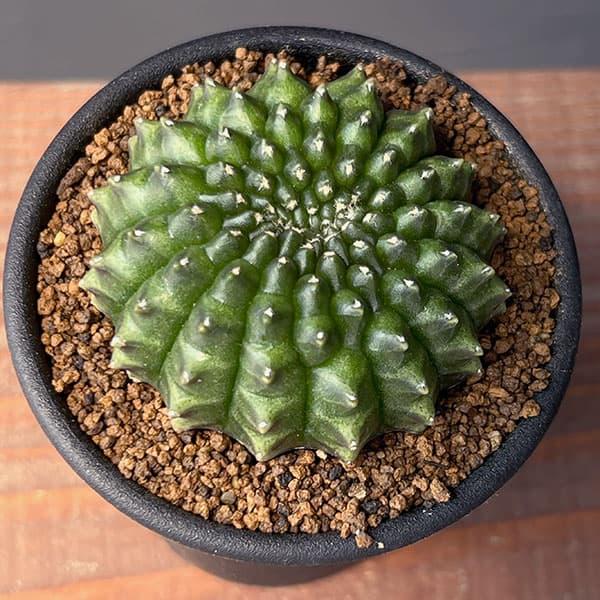 バラok)ギムノカリキウム アンドレアエ 17種類セット バラok