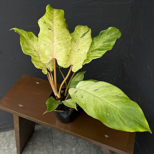 観葉植物 フィロデンドロン スノードリフト 3.5号ポット | 
