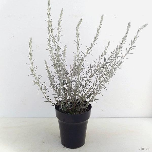 花木 庭木の苗 エレモフィラ ニベア5号鉢植え 園芸ネット 通販 Yahoo ショッピング