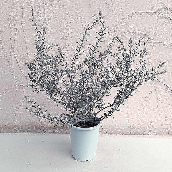 花木 庭木の苗 エレモフィラ ニベア5号鉢植え 園芸ネット 通販 Yahoo ショッピング