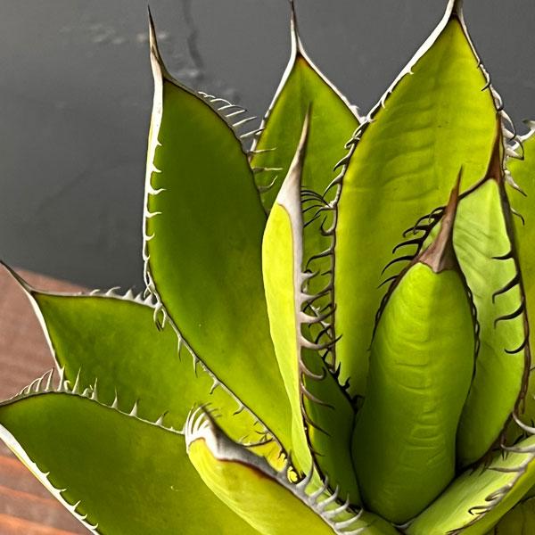 アガベ ホリダ 多肉植物 n24 アガベ ホリダ 多肉植物 n24 アガベ ホリダ 多肉植物 n24 アガベ