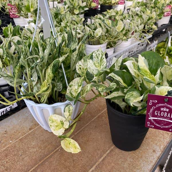 観葉植物 人気のポトスセット（テルノラブソング＆グローバル） : 園芸