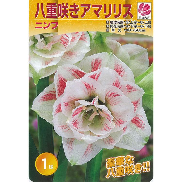 アマリリスの花 八重の商品一覧 通販 Yahoo ショッピング
