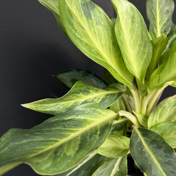 アグラオネマ② 楽天市場】観葉植物/[棚卸セール]アグラオネマ：ゴースト2（ツー） 5