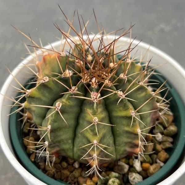 観葉植物 サボテン ギムノカリキウム ハイブリッド 4号ポット : 園芸 