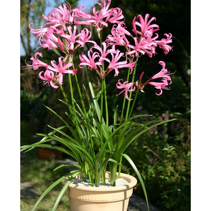 最大 オフ 球根 ネリネ ダイヤモンドリリー ボーデニー1球入り Wantannas Go Id