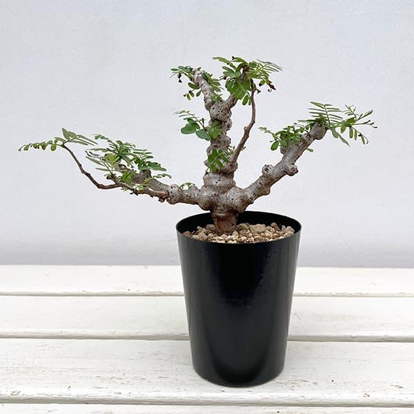観葉植物 センナ メリディオナリス 3号25-02 : 園芸ネット - 通販