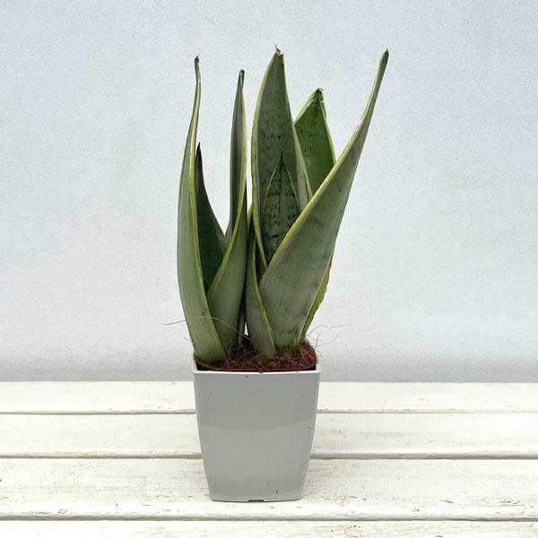 観葉植物 サンセベリア ホワイトスノー 4号鉢植え : 園芸ネット - 通販