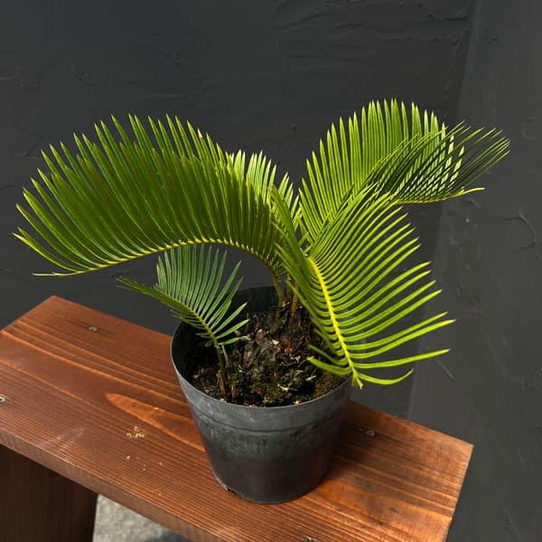 観葉植物 ソテツ 黄金ソテツ 5号25-02 ザ・ファームセレクト : 園芸