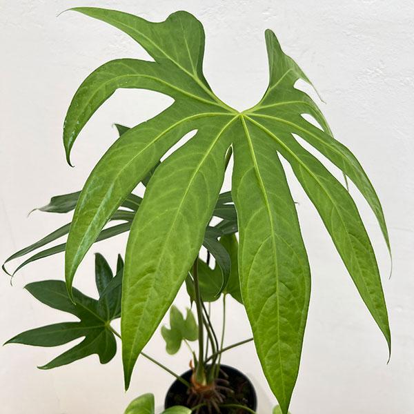 観葉植物 アンスリウム ペダトラディアツム 5号鉢植え : 園芸ネット