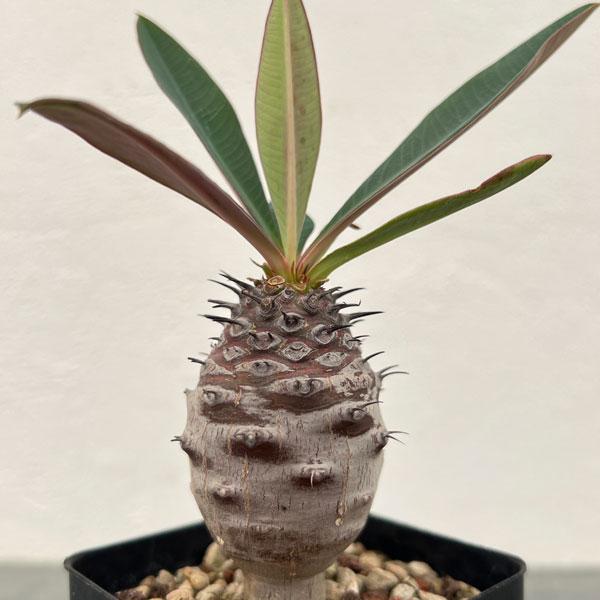 観葉植物 ユーフォルビア パキポディオイデス 2.5号鉢植え* : 園芸