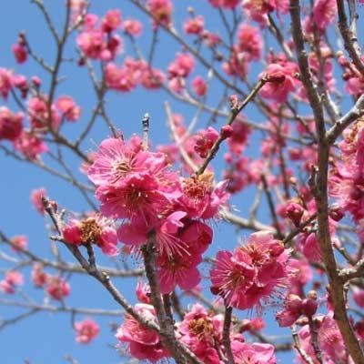 花木 庭木の苗 花梅 大盃 オオサカズキ 接木苗4 5号ポット 園芸ネット 通販 Yahoo ショッピング