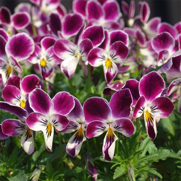 草花の苗 ビオラ パープルラビット3.5号ポット : 園芸ネット - 通販