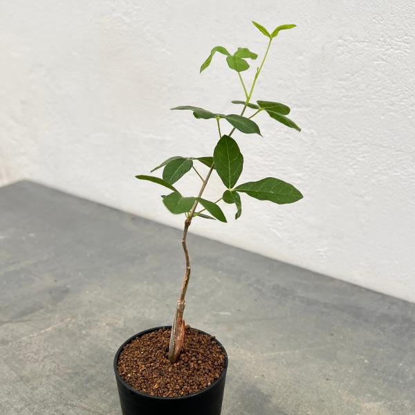 観葉植物 コミフォラ sp.5　ノーザンマダガスカル　2.5号鉢植え | 