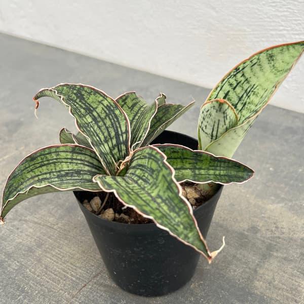 現品】サンスベリア・クレオパトラ 7号 な3番 現品】サンスベリア