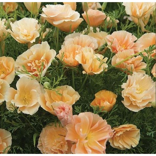 草花の苗 カリフォルニアポピー ピーチソーベット3.5号ポット | 