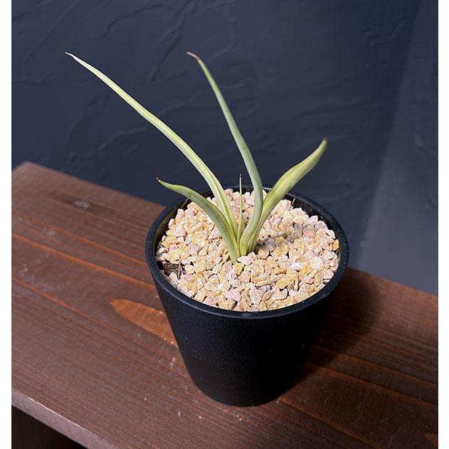 サンスベリア　ダンシングドラゴン　極上輸入株　超特大株　約35cm 子株4株付 観葉植物 サンセベリア ダンシングドラゴン 3.5号鉢植え : 園芸ネット