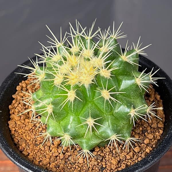 狂針金鯱 サボテン 観葉植物 観葉植物 サボテン 短刺キンシャチ（金鯱） 3号鉢植え : 園芸ネット