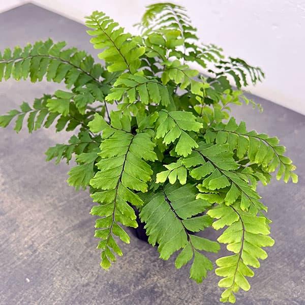 観葉植物 アジアンタム ブロンズビーナス 3号ポット | 