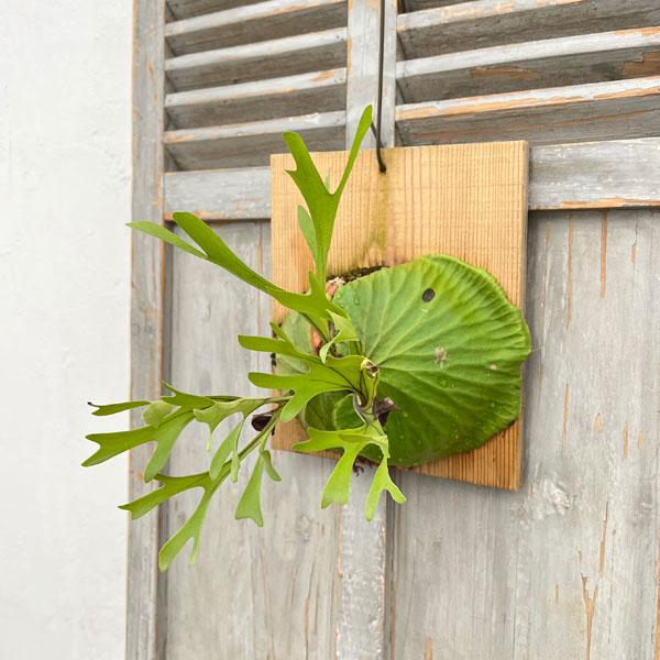 観葉植物 ビカクシダ（コウモリラン） リドレイ板付け25-02
