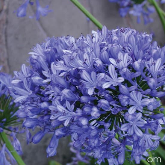 草花の苗 アガパンサス ヘッドボーンハイブリッド4号ポット : 園芸