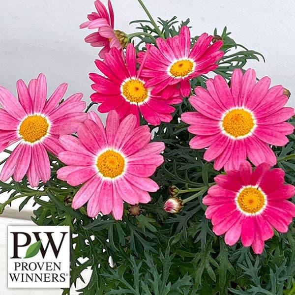 草花の苗 マーガレット ストロベリーホイップ4号ポット* | 