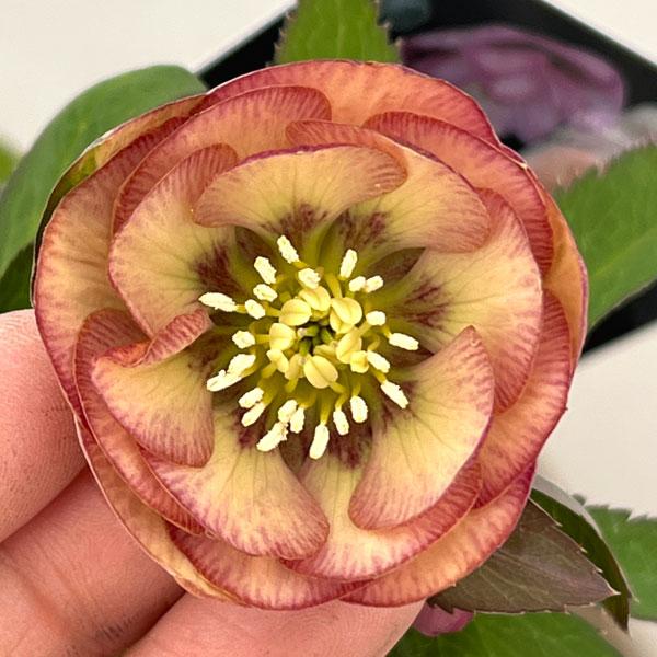 クリスマスローズ セレクトダブル26-45 1.5Lポット 現品販売 : 園芸